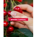 Cerises Amarena 18/20 Toschi Boîte 3/1