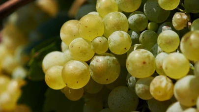 TOSER VINI