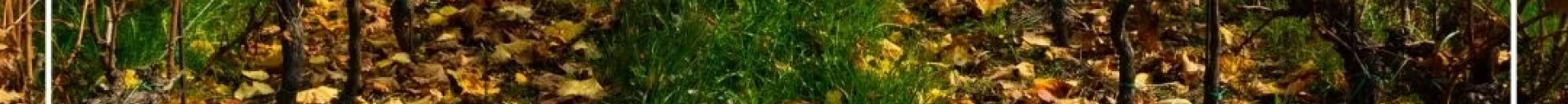 VITIS IN VULTURE