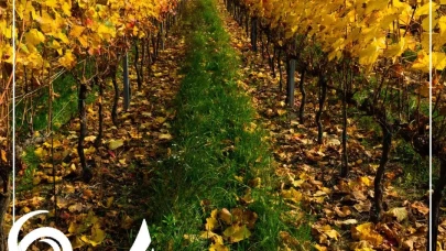 VITIS IN VULTURE