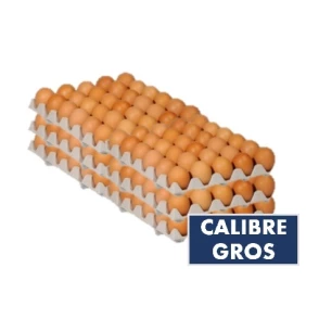 Oeufs Gros Calibre 63/73 x180