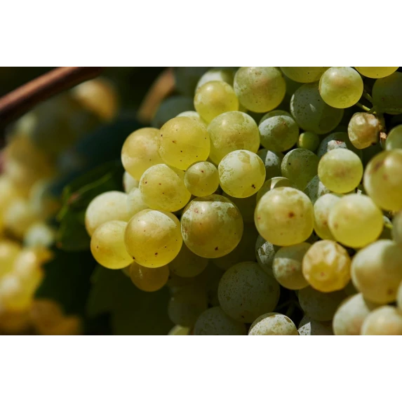 Prosecco DOC Frizzante 11%Vol Bouchon Stelvin VILLA CORNARO