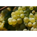 Prosecco DOC Frizzante 11%Vol Bouchon Stelvin VILLA CORNARO