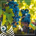 Portarino Malvasia IGP Basilicata 12,5 % Vol.