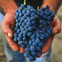 Finocchiaro Rosso IGP Basilicata 14 % Vol