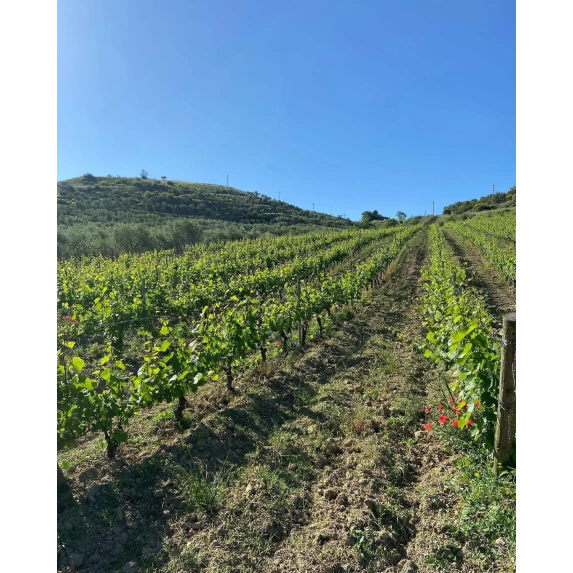 Finocchiaro Rosso IGP Basilicata 14 % Vol