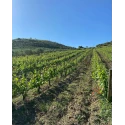 Finocchiaro Rosso IGP Basilicata 14 % Vol