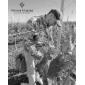 Finocchiaro Rosso IGP Basilicata 14 % Vol
