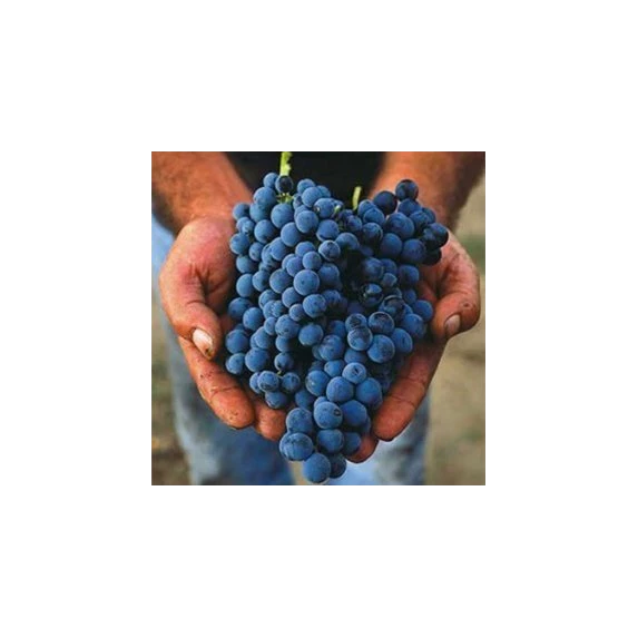 AGLIANICO DEL VULTURE DOC LABELLUM 14 % Vol