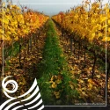 AGLIANICO DEL VULTURE DOC LABELLUM 14 % Vol